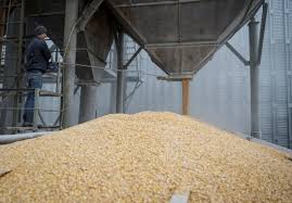 Ukraine’s grain, legume exports dive 20.5 pct in 2024-2025 marketing year
